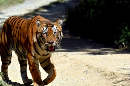 Royal Bengal Tiger photo