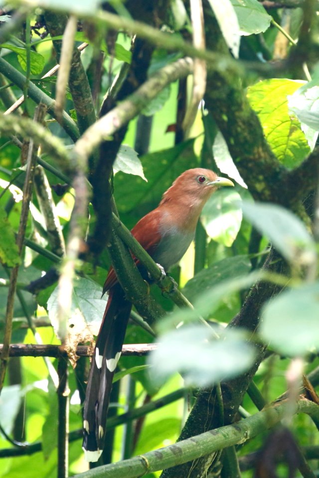 Squirrel Cuckoo