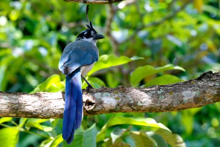 White-throated Magpie-Jay photo