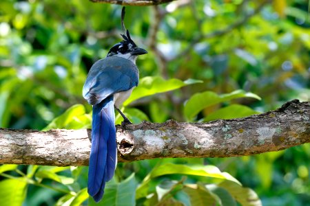 White-throated Magpie-Jay