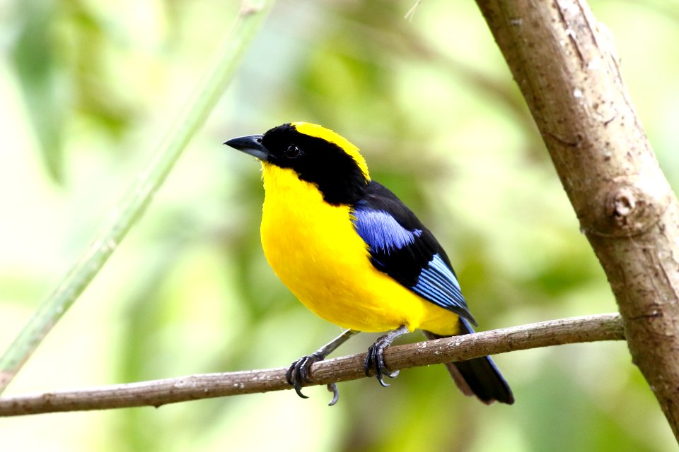 Blue-winged Mountain-Tanger, Anisognathus soptuosas - 260A2459
