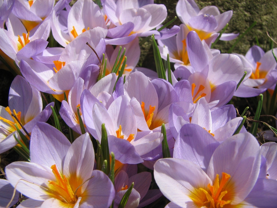 Flower blossom springtime