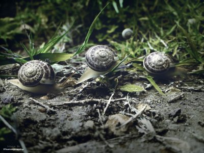 The journey of 3 wise snails