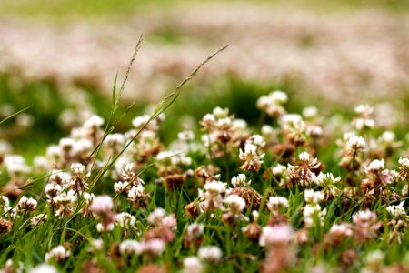 토끼풀 풀밭 Shamrock Clover