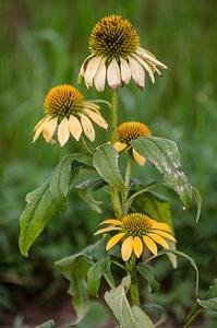 Yellow flowers wild flower cone