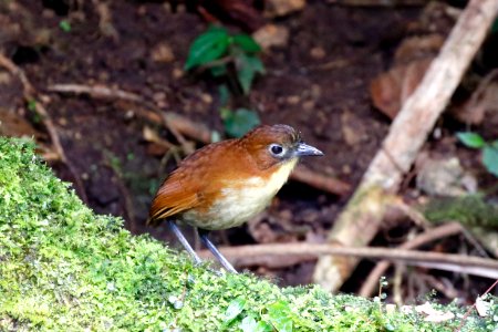 Yellow-breasted Antpitta, Grallaria flavotincta - 260A2335
