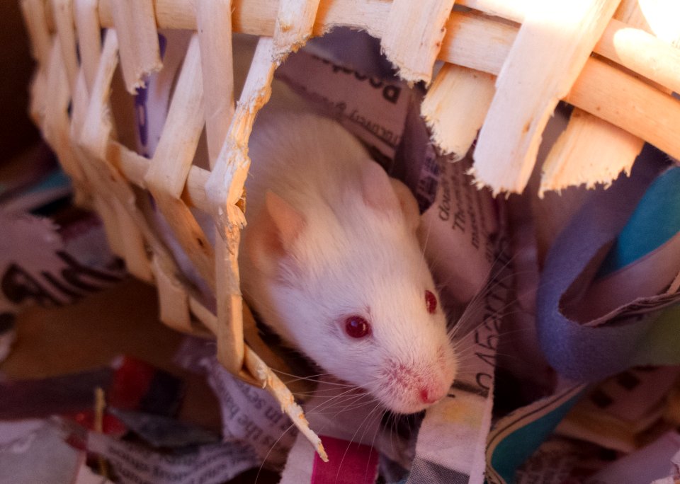Mouse