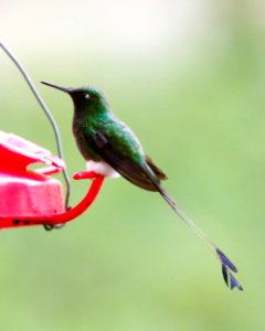 Booted Racket-tail (m) Ocreatus Underwoodii) - 260A1697