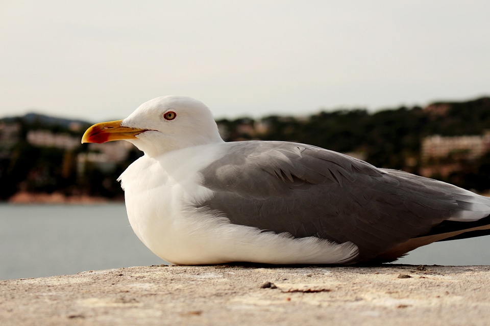 Seagull mediterranean sea