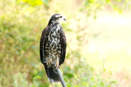 Snail Kite, Rosthramus sociabilis - 260A3624