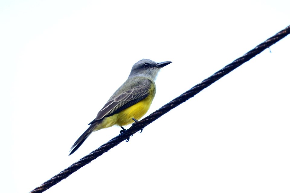 Tropical Kingbird