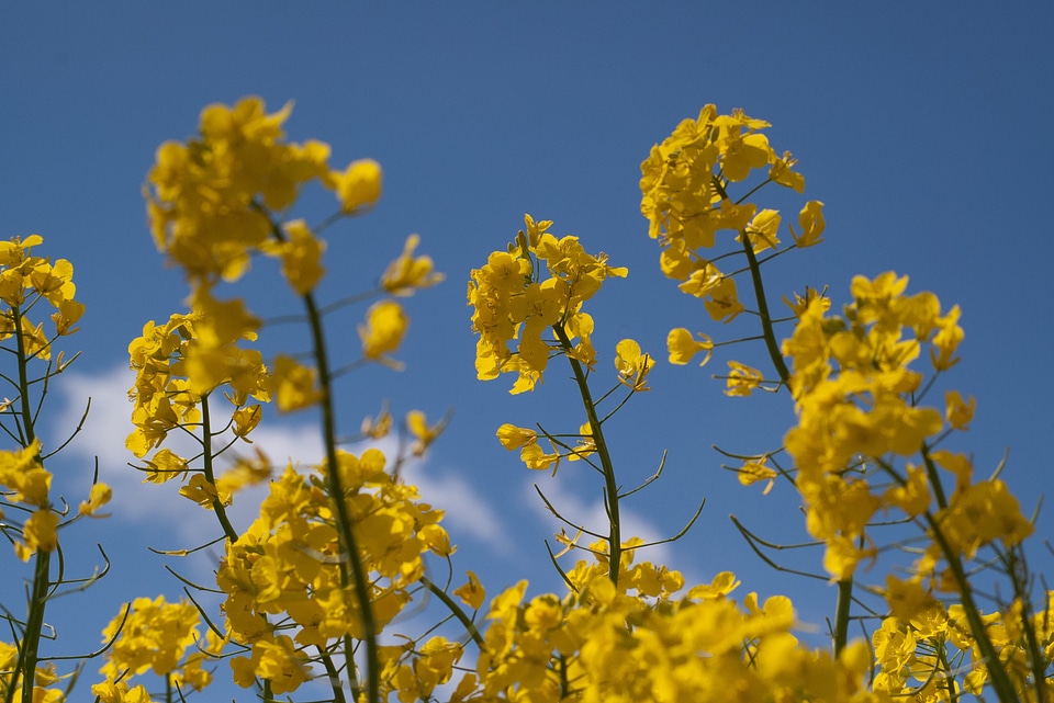 Field of rapeseeds landscape field