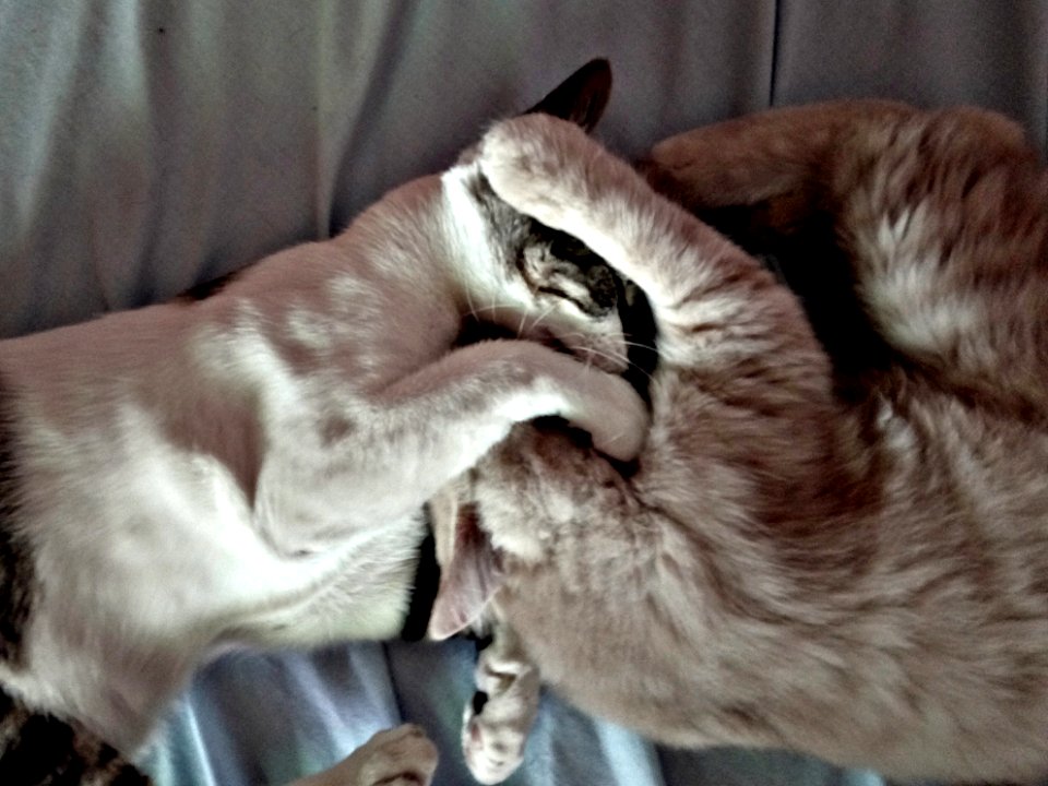 GUS & ROOKIE