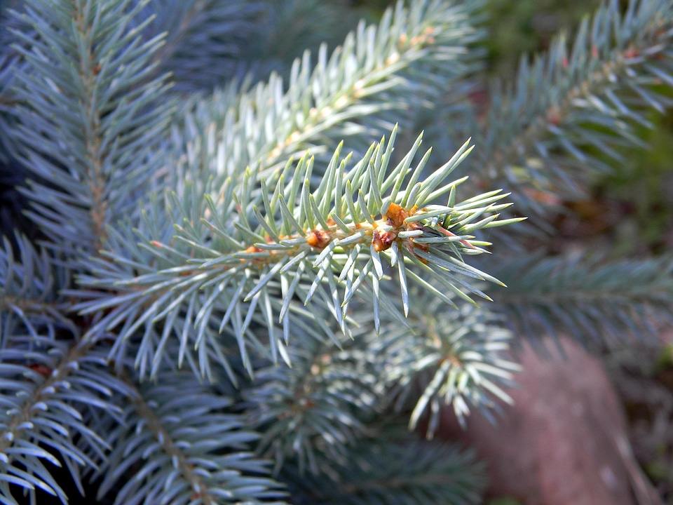 Macro branch outdoors