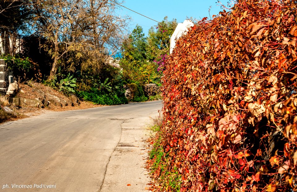 strada cardoni e foglie
