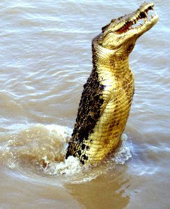crocodile photo