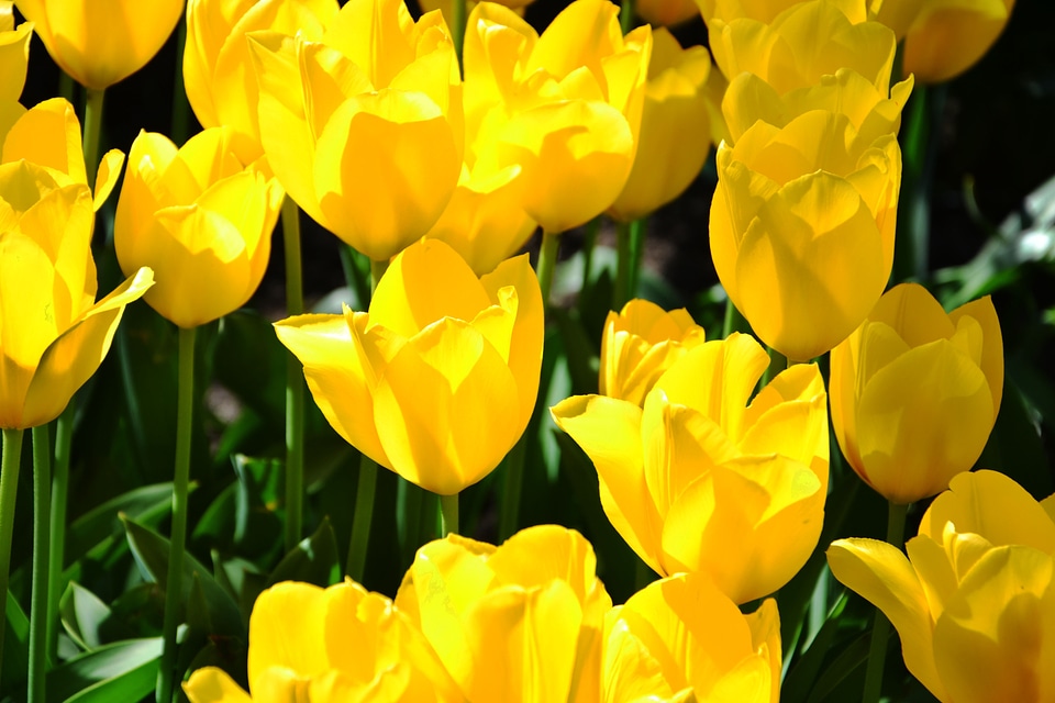 Bunch spring floral