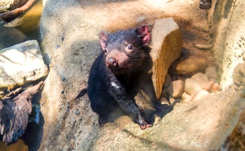 Tasmanian Devil baby @ Dreamworld photo