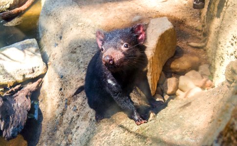 Tasmanian Devil baby @ Dreamworld