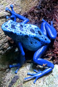 blue frog photo
