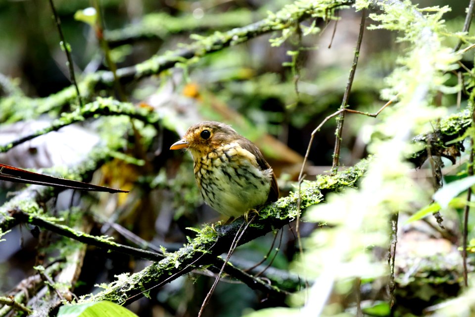 Ochre-breasted Antpitta, Grallaricula flavorostris - 260A2384