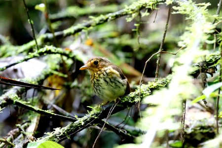 Ochre-breasted Antpitta, Grallaricula flavorostris - 260A2384