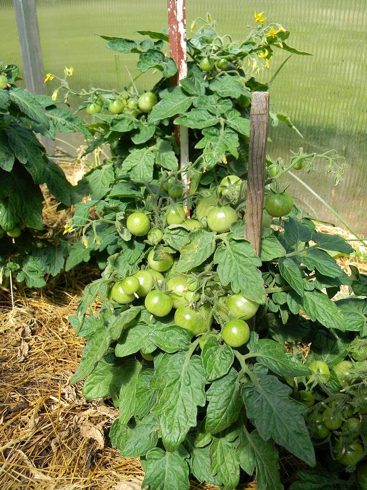 Greenhouse the tomatoes on the branch vegetables
