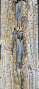 wood texture 9