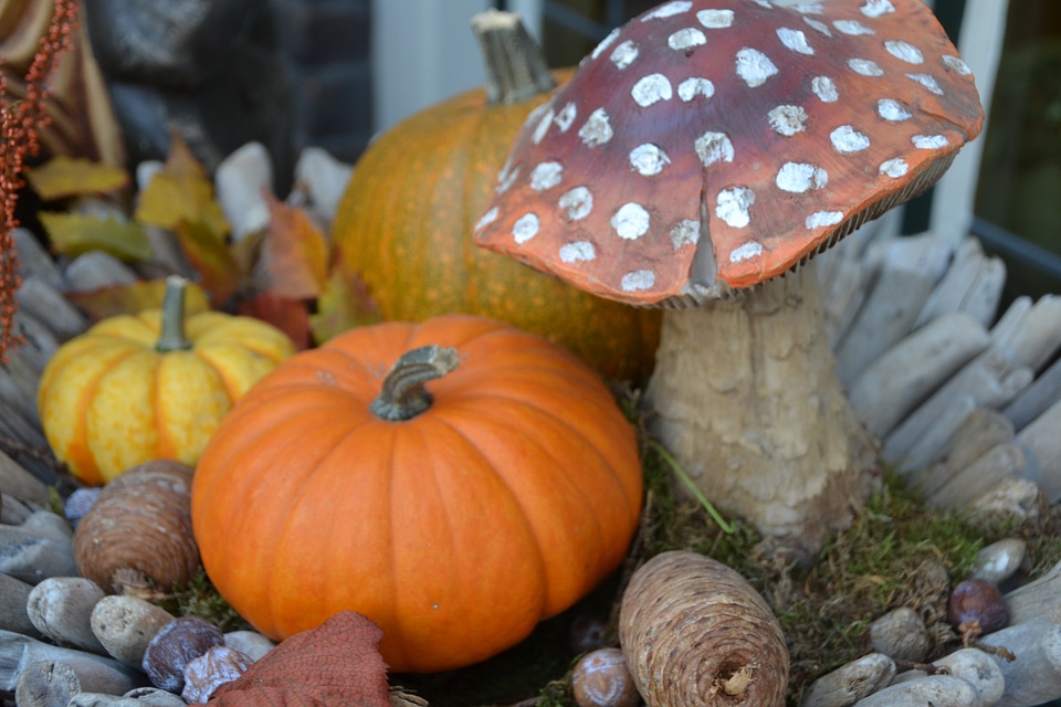 Cucurbita decoration harvest