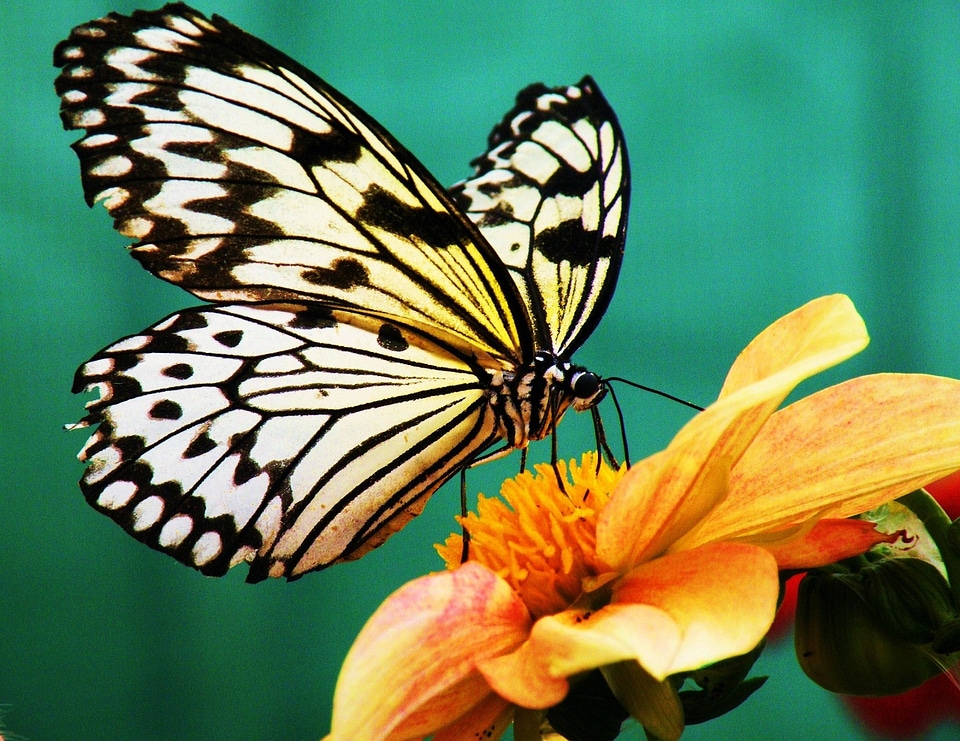Nectar bloom blossom