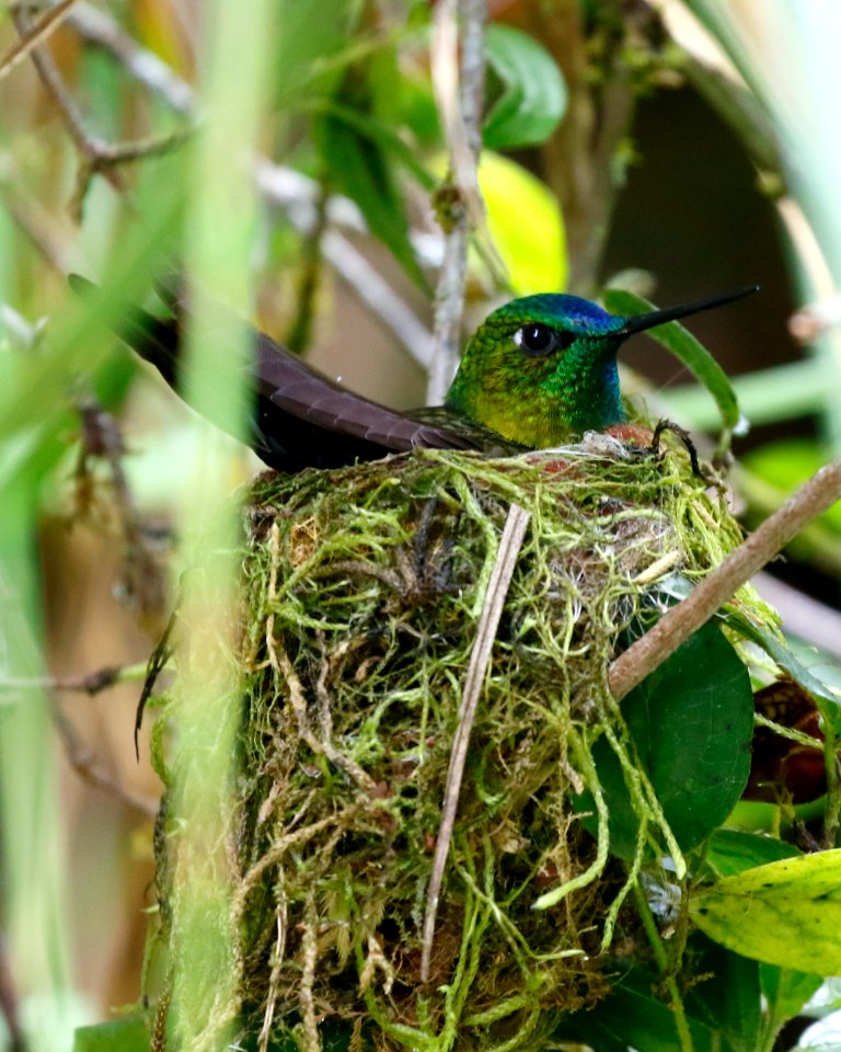 Sapphire-winged Puffleg (Eriocnemus luciani) - 260A2980
