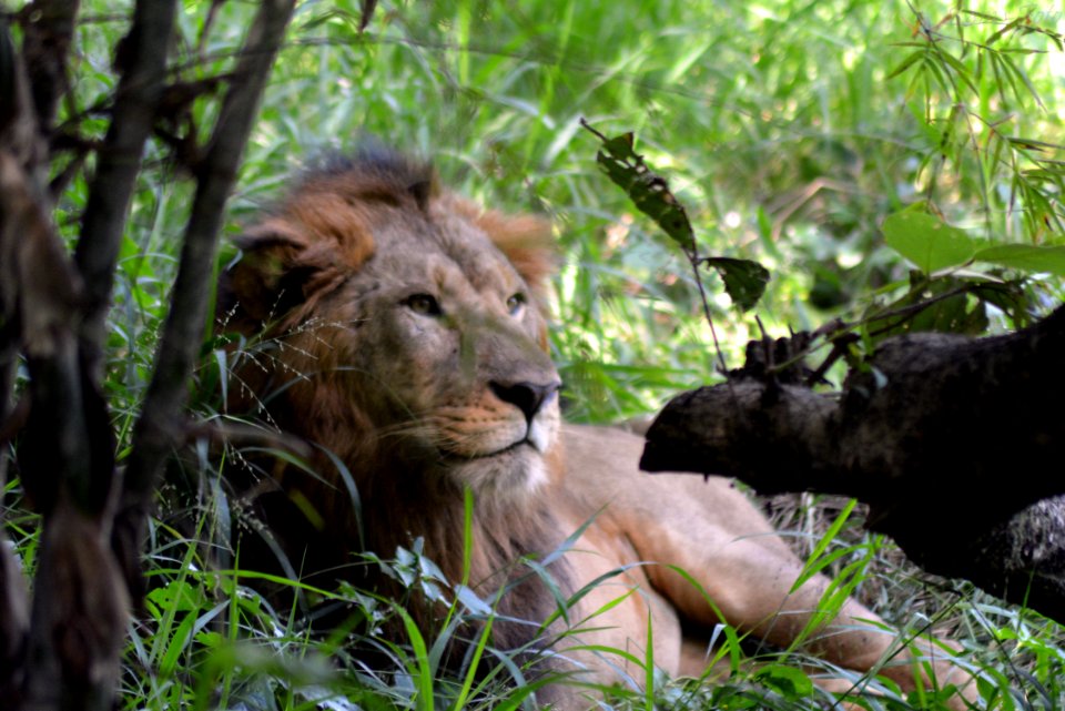 Lion's of Bannerghatta National Park, Bangalore, Karnataka, INDIA.
