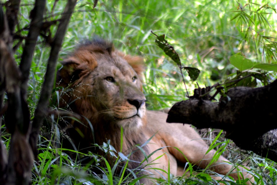 Lion's of Bannerghatta National Park, Bangalore, Karnataka, INDIA. photo