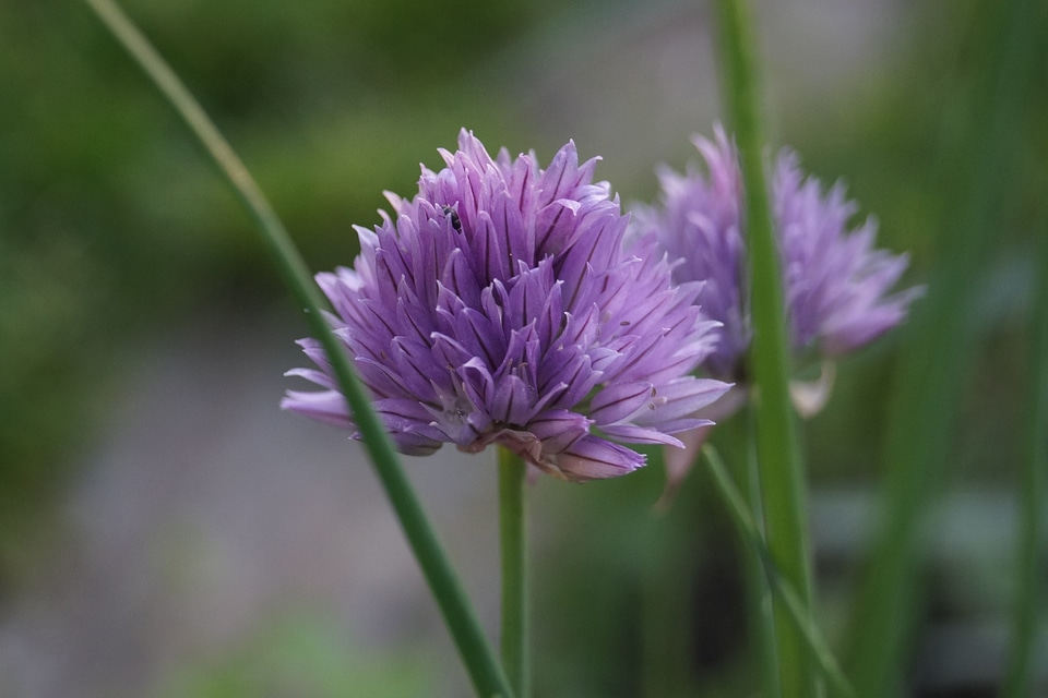 Herb garden plant flower