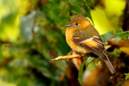 Cinnamon Flycatcher (Pyrrhomyias cinnamomeus)