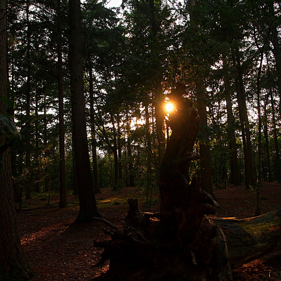 Forest trees atmosphere