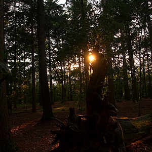 Forest trees atmosphere