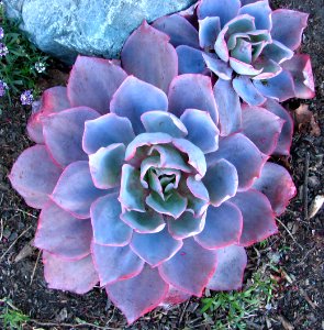 pinkish-blue round succulent