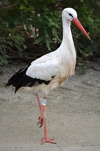 Stork animal bird