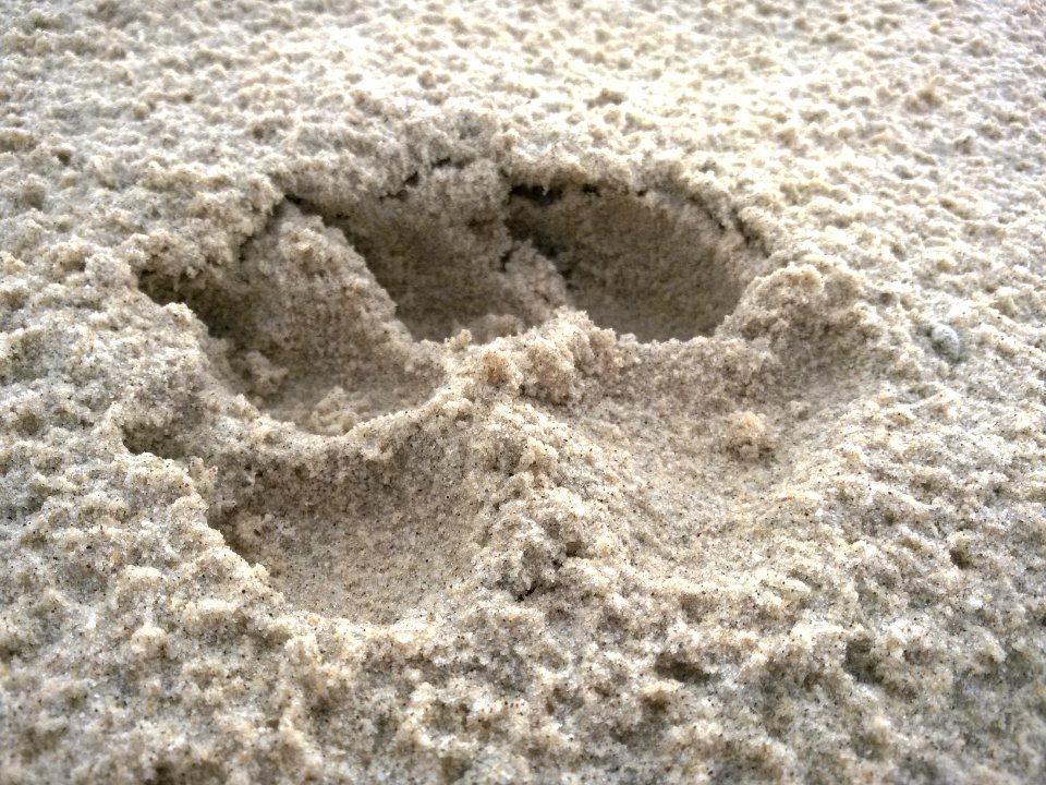 Paw print in the sand