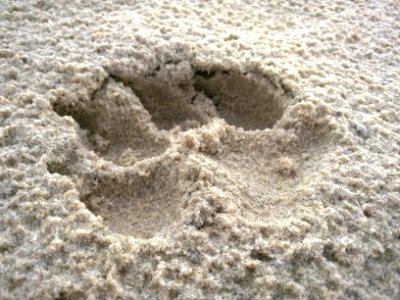 Paw print in the sand