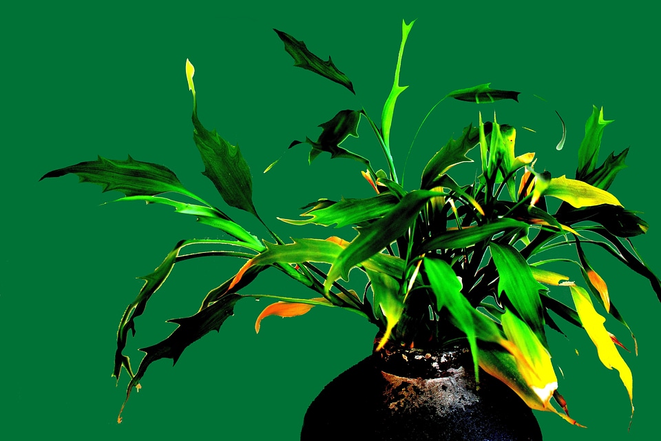 Plant garden home