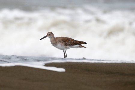 Willet 260A4594 photo
