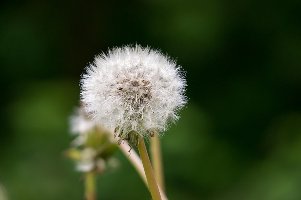 Multiplication reproduction spring