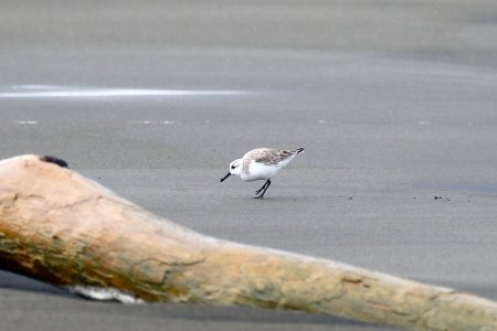Sanderling 260A4597