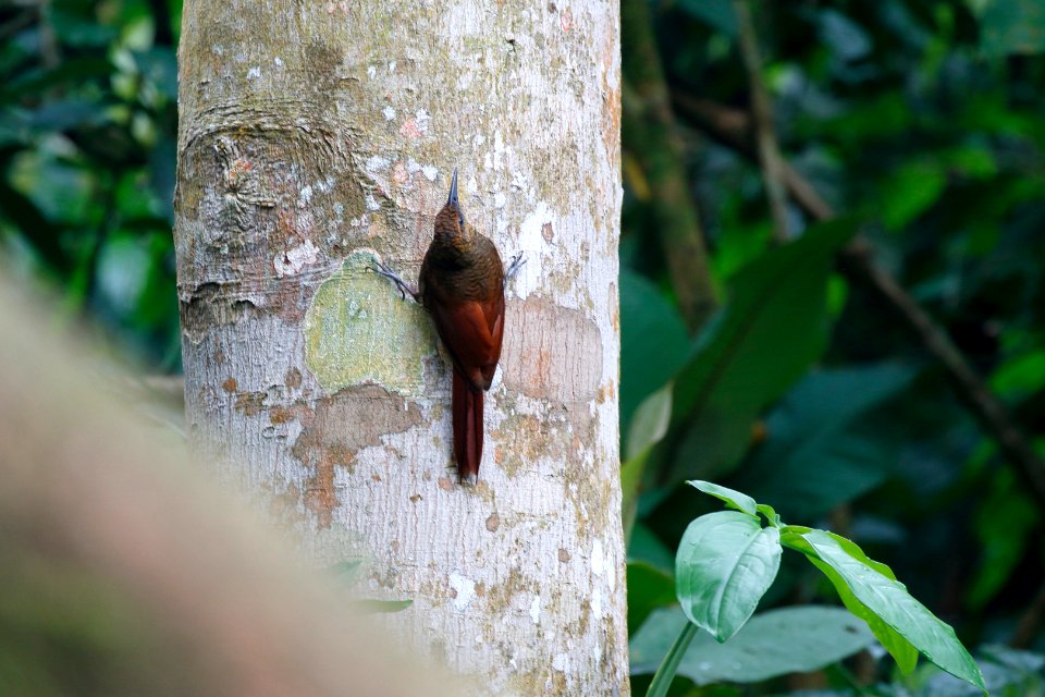 Northern Barred Woodcreeper