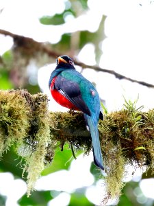 Masked Trogon  (Trogon Personatus) - 260A2524