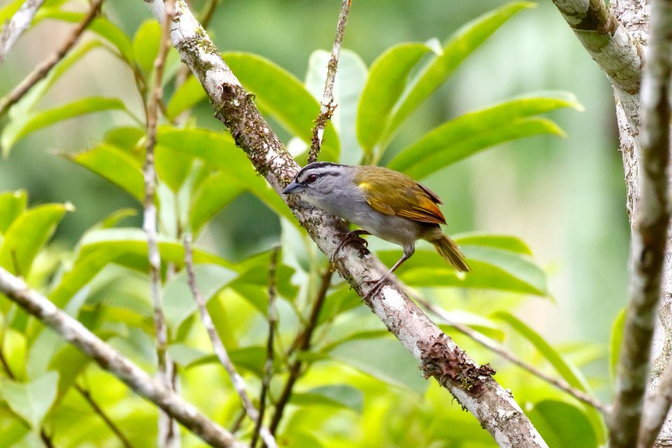 Black-striped Sparrow