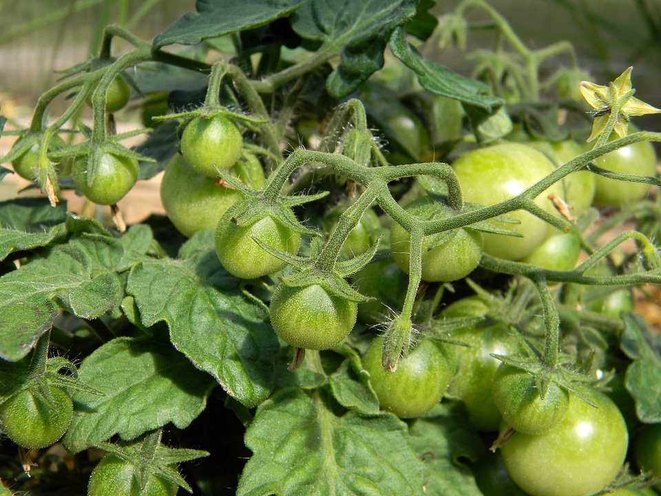 Greenhouse the tomatoes on the branch vegetables