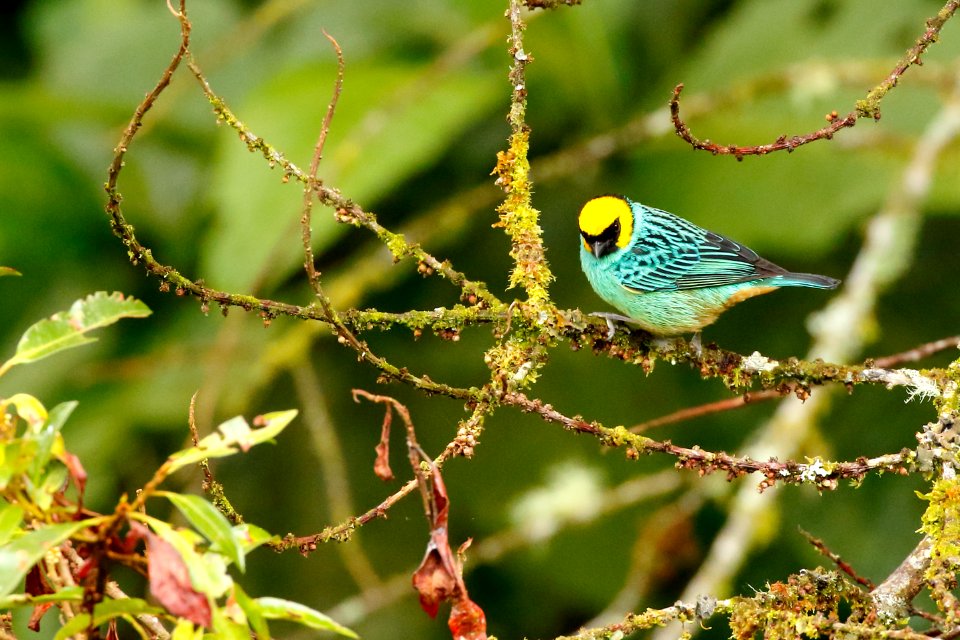 Saffron-crowned Tanager (Tangara xanthocephala)